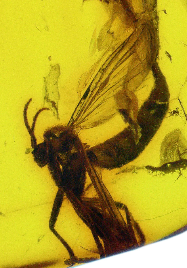 毛まで確認できる明瞭な羽虫入り、高透明度のバルト海産琥珀（Amber）約24mm（その1）