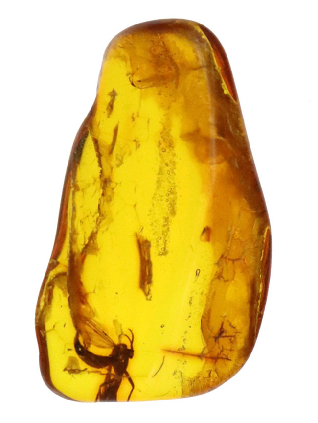 毛まで確認できる明瞭な羽虫入り、高透明度のバルト海産琥珀（Amber）約24mm（その2）