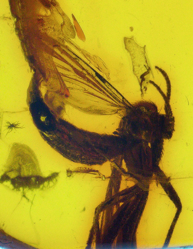 毛まで確認できる明瞭な羽虫入り、高透明度のバルト海産琥珀（Amber）約24mm（その3）