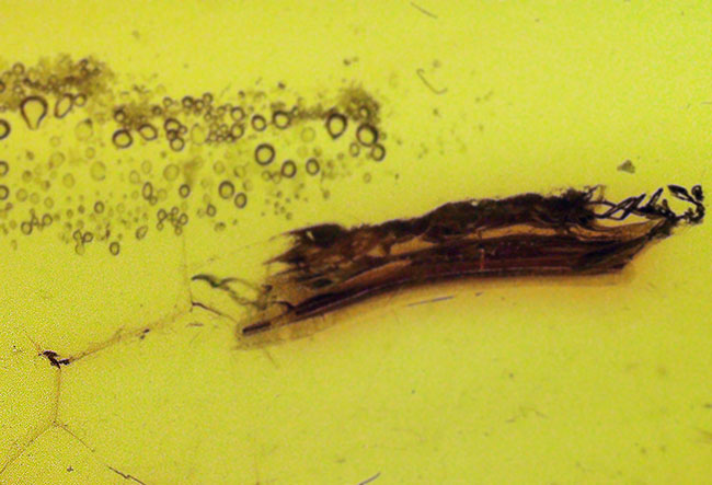 毛まで確認できる明瞭な羽虫入り、高透明度のバルト海産琥珀（Amber）約24mm（その4）