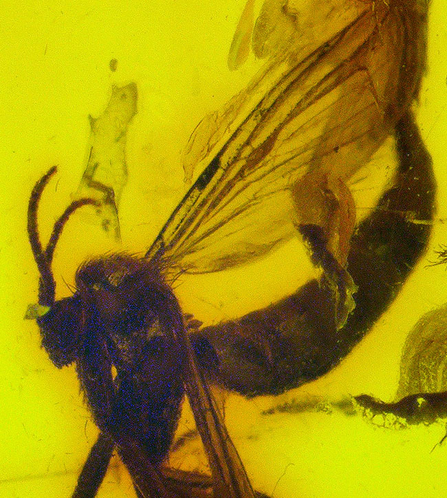 毛まで確認できる明瞭な羽虫入り、高透明度のバルト海産琥珀（Amber）約24mm（その5）