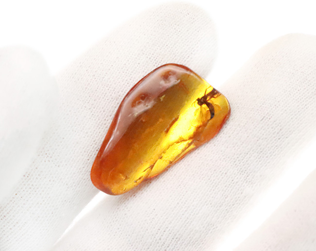 毛まで確認できる明瞭な羽虫入り、高透明度のバルト海産琥珀（Amber）約24mm（その6）