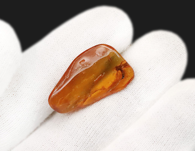 毛まで確認できる明瞭な羽虫入り、高透明度のバルト海産琥珀（Amber）約24mm（その7）