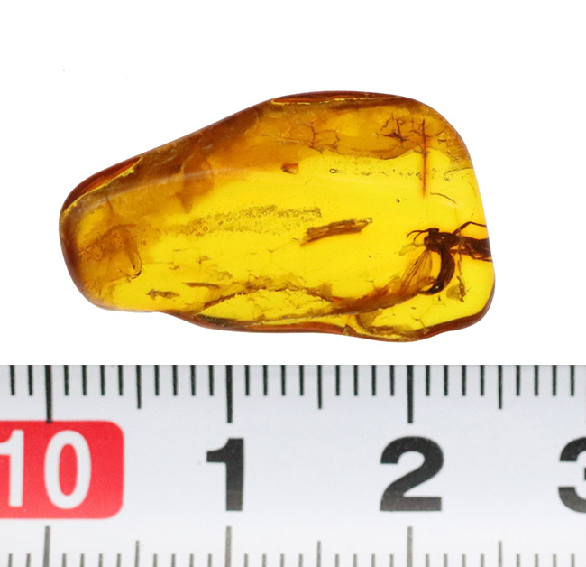 毛まで確認できる明瞭な羽虫入り、高透明度のバルト海産琥珀（Amber）約24mm（その8）