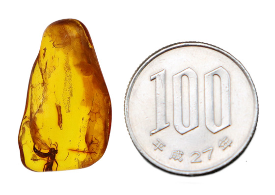毛まで確認できる明瞭な羽虫入り、高透明度のバルト海産琥珀（Amber）約24mm（その9）