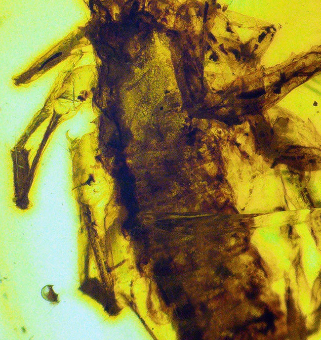 トップクラスのコレクターズアイテム!生命感漂う恐竜時代のサソリを内包した、極めて希少なミャンマー産琥珀「バーマイト(Burmite)」(その5)