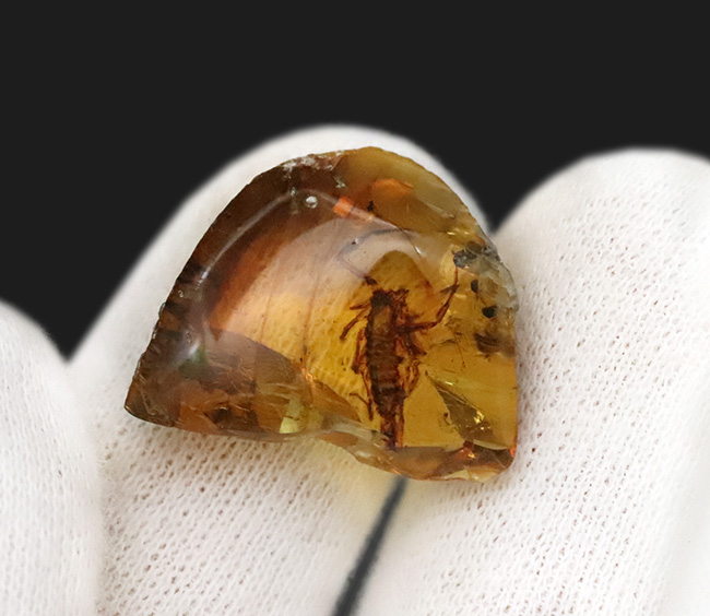 トップクラスのコレクターズアイテム!生命感漂う恐竜時代のサソリを内包した、極めて希少なミャンマー産琥珀「バーマイト(Burmite)」(その9)