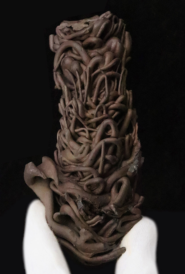 人気！流動の迫力が一目で伝わる立体的な存在感 ハワイ産 縄状溶岩 パホイホイ溶岩（Pahoehoe lava）（その1）