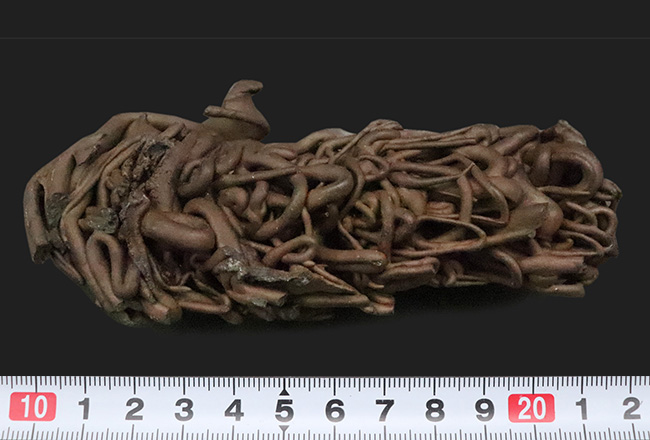 人気！流動の迫力が一目で伝わる立体的な存在感 ハワイ産 縄状溶岩 パホイホイ溶岩（Pahoehoe lava）（その10）