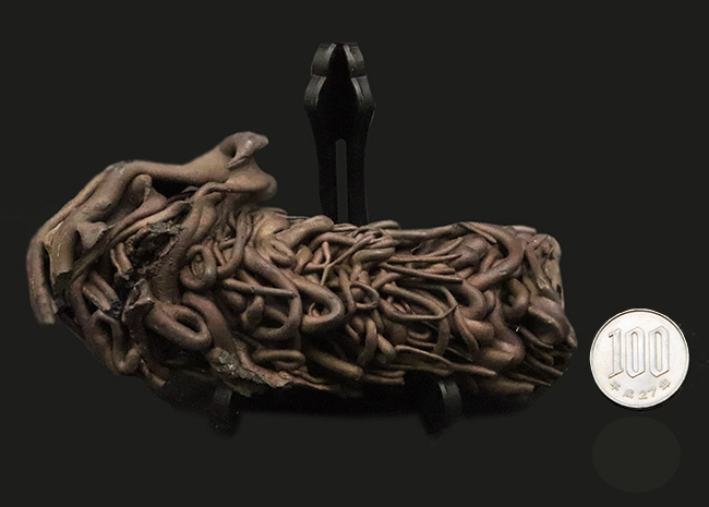 人気！流動の迫力が一目で伝わる立体的な存在感 ハワイ産 縄状溶岩 パホイホイ溶岩（Pahoehoe lava）（その11）