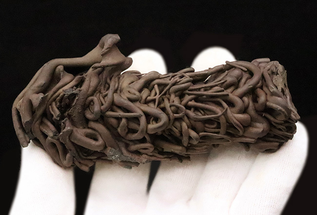 人気！流動の迫力が一目で伝わる立体的な存在感 ハワイ産 縄状溶岩 パホイホイ溶岩（Pahoehoe lava）（その6）