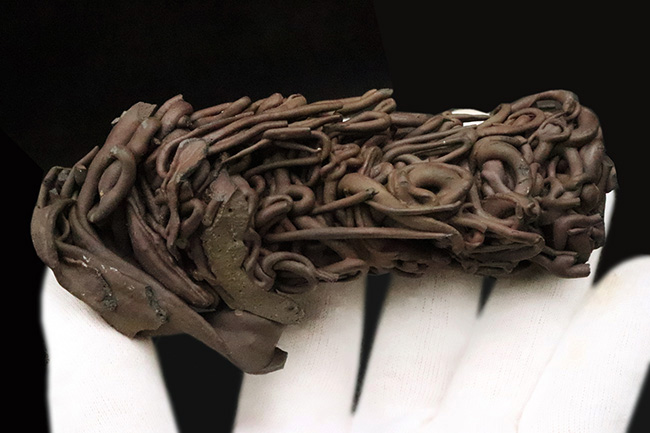 人気！流動の迫力が一目で伝わる立体的な存在感 ハワイ産 縄状溶岩 パホイホイ溶岩（Pahoehoe lava）（その7）