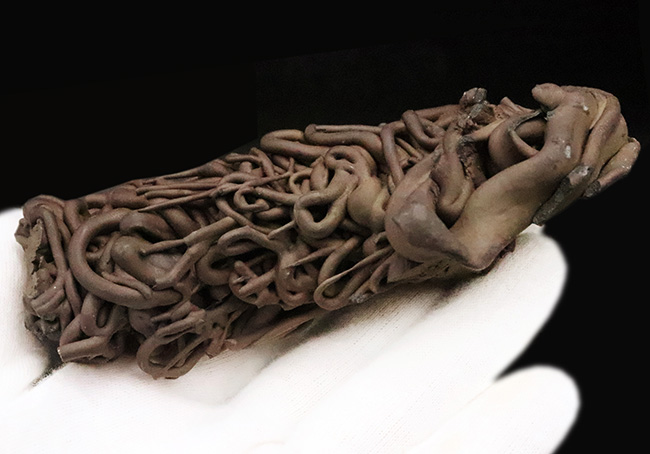 人気！流動の迫力が一目で伝わる立体的な存在感 ハワイ産 縄状溶岩 パホイホイ溶岩（Pahoehoe lava）（その9）