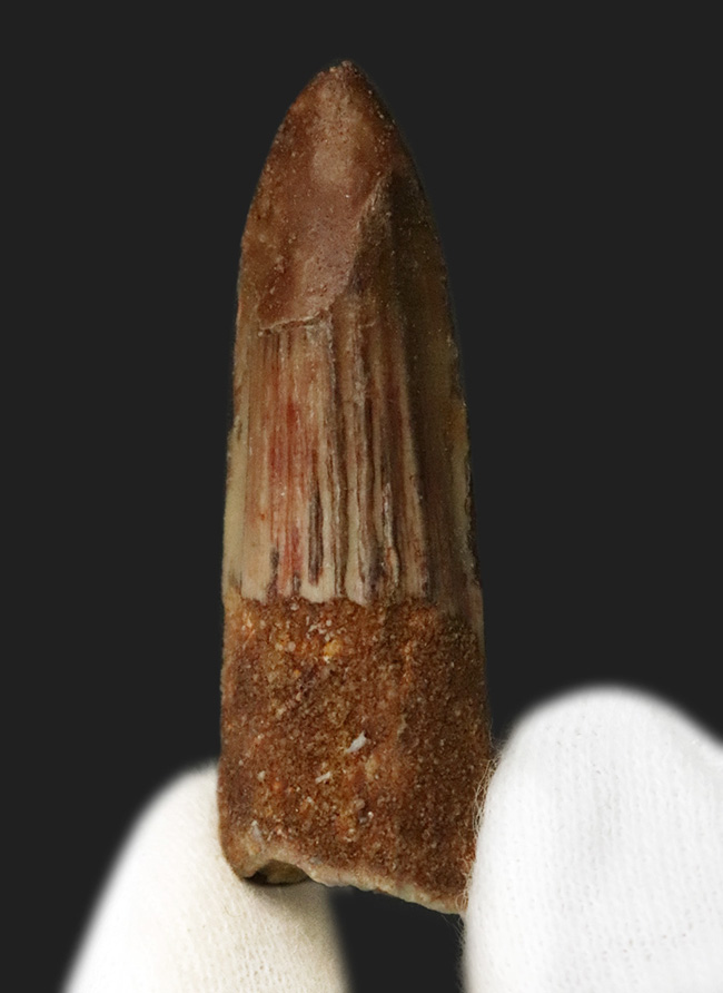 白亜紀中期の北アフリカに君臨した絶対王者、スピノサウルス（Spinosaurus）の歯化石（その1）