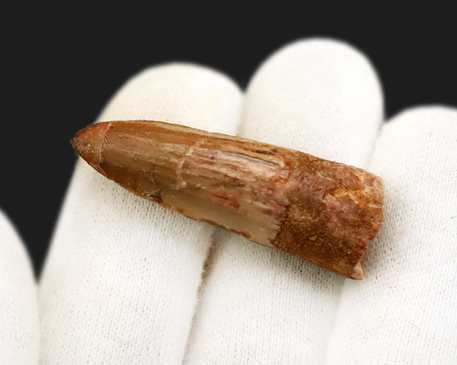 白亜紀中期の北アフリカに君臨した絶対王者、スピノサウルス（Spinosaurus）の歯化石（その3）
