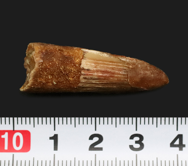 白亜紀中期の北アフリカに君臨した絶対王者、スピノサウルス（Spinosaurus）の歯化石（その6）