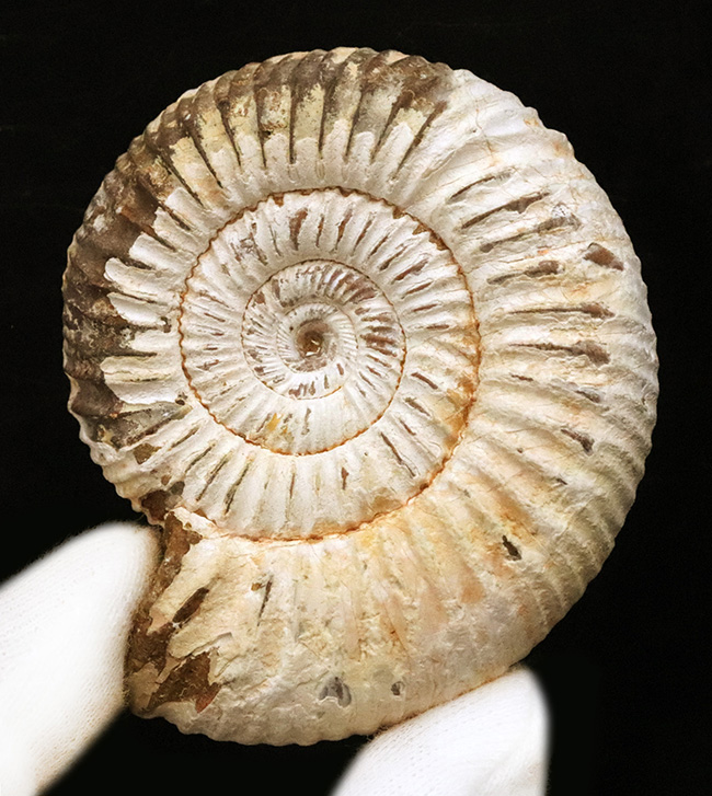 高品位のペリスフィンクテス（Perisphinctes）をリーズナブルプライスにてご提供！（その1）