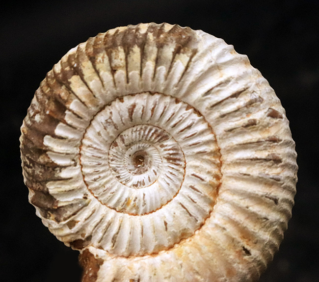 高品位のペリスフィンクテス（Perisphinctes）をリーズナブルプライスにてご提供！（その2）