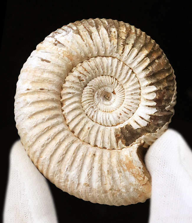 高品位のペリスフィンクテス（Perisphinctes）をリーズナブルプライスにてご提供！（その3）
