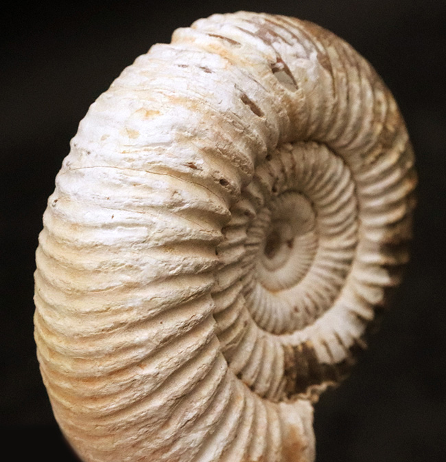 高品位のペリスフィンクテス（Perisphinctes）をリーズナブルプライスにてご提供！（その4）