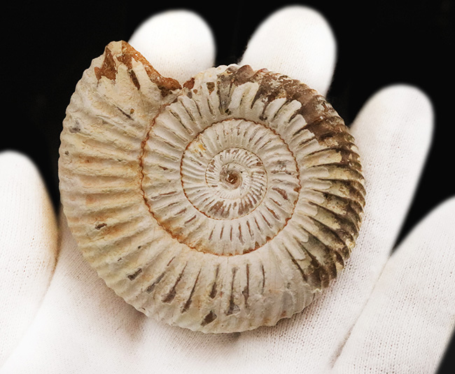 高品位のペリスフィンクテス（Perisphinctes）をリーズナブルプライスにてご提供！（その5）
