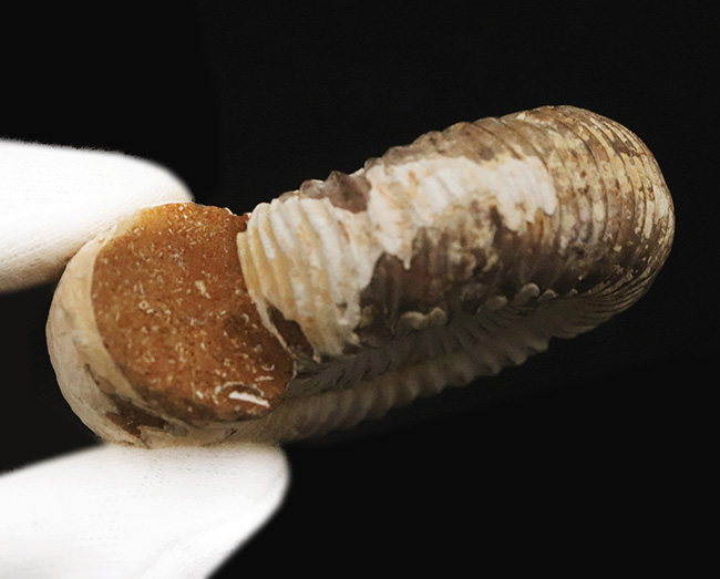 高品位のペリスフィンクテス（Perisphinctes）をリーズナブルプライスにてご提供！（その7）