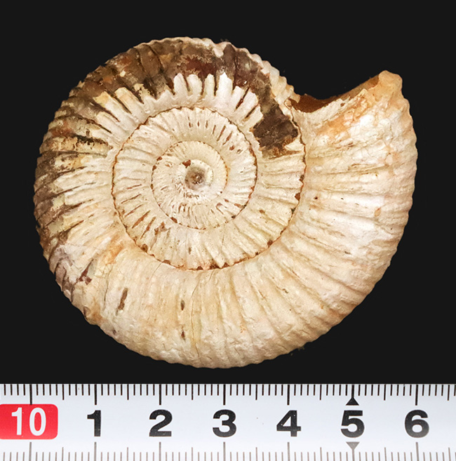 高品位のペリスフィンクテス（Perisphinctes）をリーズナブルプライスにてご提供！（その8）