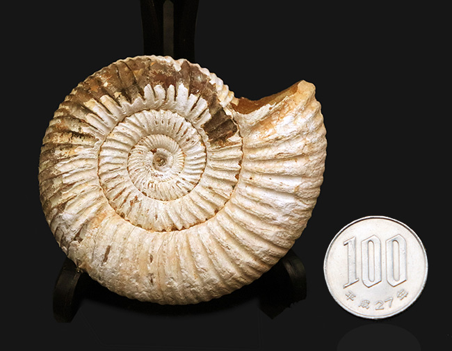 高品位のペリスフィンクテス（Perisphinctes）をリーズナブルプライスにてご提供！（その9）