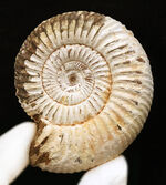 高品位のペリスフィンクテス（Perisphinctes）をリーズナブルプライスにてご提供！