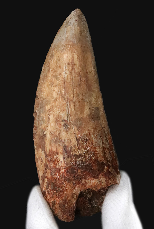 これこそ巨大歯！ 長く、そして太い！ この迫力の前では、他の存在が霞んで見える……北アフリカの雄、カルカロドントサウルス（Carcharodontosaurus saharicus）の巨大歯化石（その1）