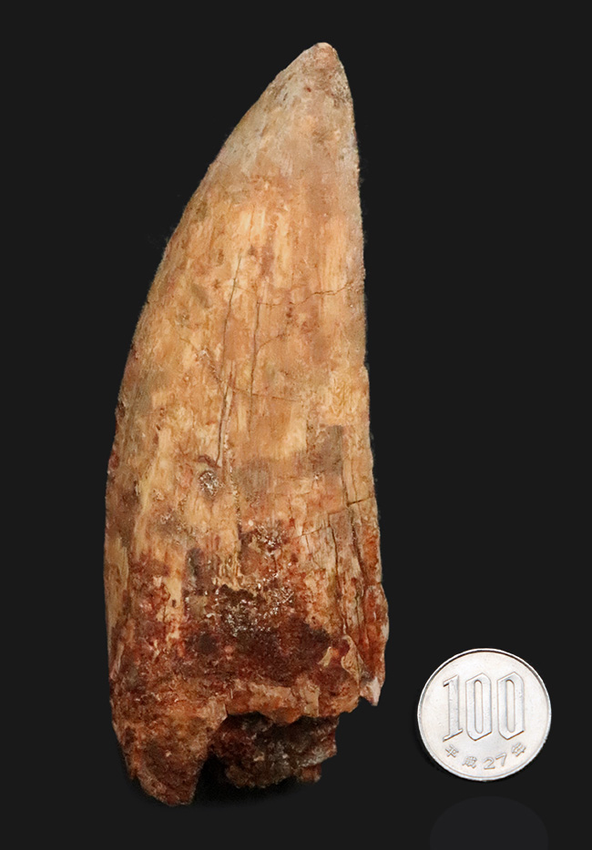 これこそ巨大歯！ 長く、そして太い！ この迫力の前では、他の存在が霞んで見える……北アフリカの雄、カルカロドントサウルス（Carcharodontosaurus saharicus）の巨大歯化石（その10）