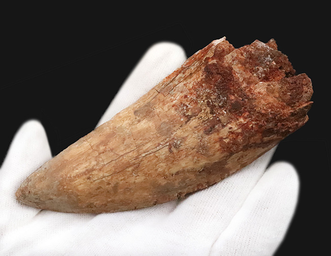 これこそ巨大歯！ 長く、そして太い！ この迫力の前では、他の存在が霞んで見える……北アフリカの雄、カルカロドントサウルス（Carcharodontosaurus saharicus）の巨大歯化石（その2）