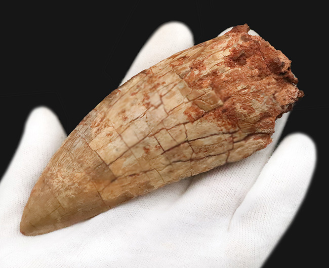 これこそ巨大歯！ 長く、そして太い！ この迫力の前では、他の存在が霞んで見える……北アフリカの雄、カルカロドントサウルス（Carcharodontosaurus saharicus）の巨大歯化石（その3）