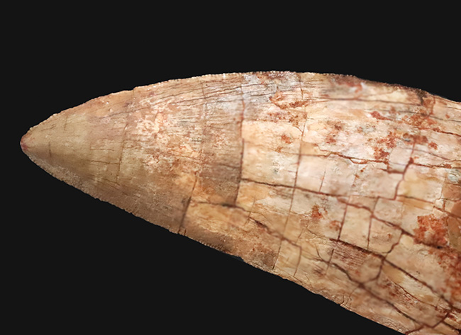 これこそ巨大歯！ 長く、そして太い！ この迫力の前では、他の存在が霞んで見える……北アフリカの雄、カルカロドントサウルス（Carcharodontosaurus saharicus）の巨大歯化石（その4）