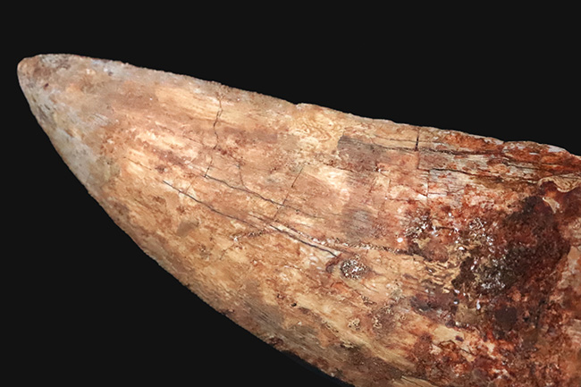 これこそ巨大歯！ 長く、そして太い！ この迫力の前では、他の存在が霞んで見える……北アフリカの雄、カルカロドントサウルス（Carcharodontosaurus saharicus）の巨大歯化石（その5）