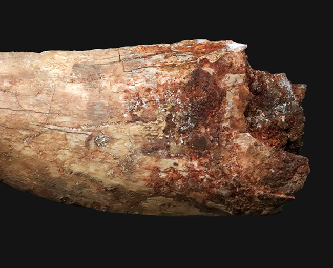 これこそ巨大歯！ 長く、そして太い！ この迫力の前では、他の存在が霞んで見える……北アフリカの雄、カルカロドントサウルス（Carcharodontosaurus saharicus）の巨大歯化石（その6）