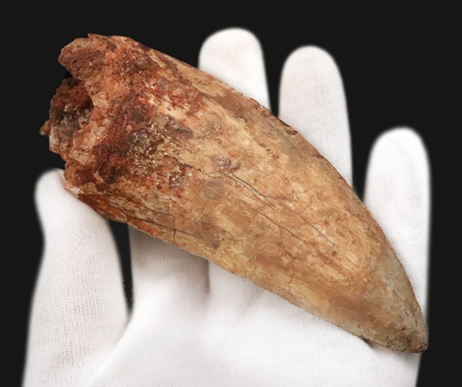 これこそ巨大歯！ 長く、そして太い！ この迫力の前では、他の存在が霞んで見える……北アフリカの雄、カルカロドントサウルス（Carcharodontosaurus saharicus）の巨大歯化石（その7）