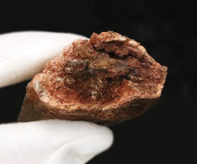 これこそ巨大歯！ 長く、そして太い！ この迫力の前では、他の存在が霞んで見える……北アフリカの雄、カルカロドントサウルス（Carcharodontosaurus saharicus）の巨大歯化石（その8）