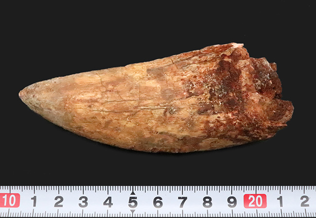 これこそ巨大歯！ 長く、そして太い！ この迫力の前では、他の存在が霞んで見える……北アフリカの雄、カルカロドントサウルス（Carcharodontosaurus saharicus）の巨大歯化石（その9）
