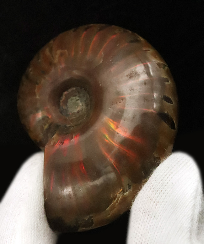 鮮やかな赤いラインが目を引く、マダガスカル産・遊色アンモナイトの代表格「クレオニセラス（Cleoniceras）」の良質個体（その2）