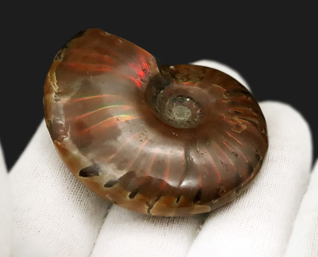 鮮やかな赤いラインが目を引く、マダガスカル産・遊色アンモナイトの代表格「クレオニセラス（Cleoniceras）」の良質個体（その3）