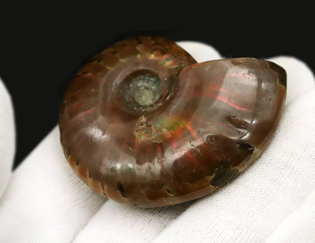 鮮やかな赤いラインが目を引く、マダガスカル産・遊色アンモナイトの代表格「クレオニセラス（Cleoniceras）」の良質個体（その4）