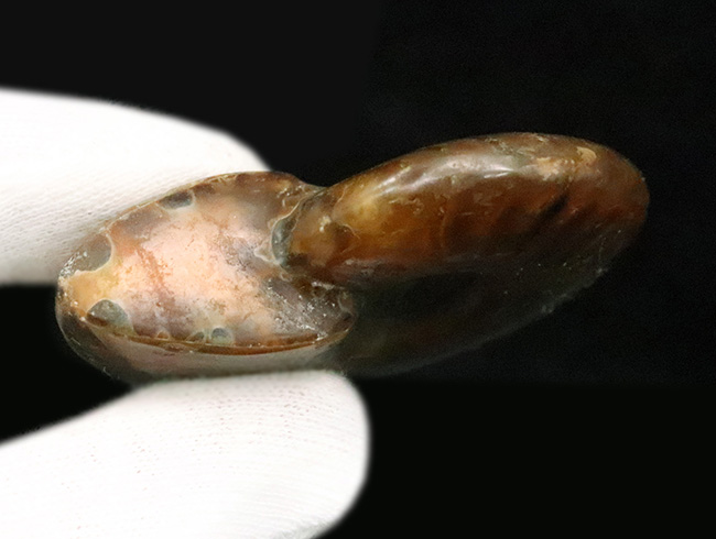 鮮やかな赤いラインが目を引く、マダガスカル産・遊色アンモナイトの代表格「クレオニセラス（Cleoniceras）」の良質個体（その5）