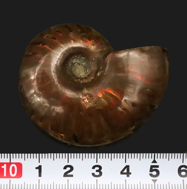 鮮やかな赤いラインが目を引く、マダガスカル産・遊色アンモナイトの代表格「クレオニセラス（Cleoniceras）」の良質個体（その6）