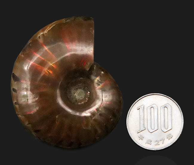 鮮やかな赤いラインが目を引く、マダガスカル産・遊色アンモナイトの代表格「クレオニセラス（Cleoniceras）」の良質個体（その7）