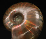 鮮やかな赤いラインが目を引く、マダガスカル産・遊色アンモナイトの代表格「クレオニセラス（Cleoniceras）」の良質個体