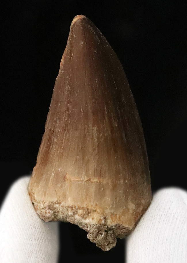 厚み・長さ・保存状態の良さ、三拍子が揃ったコレクショングレードのモササウルス(Mosasaurus)の歯化石(その2)