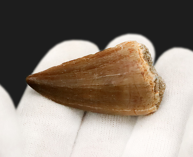 厚み・長さ・保存状態の良さ、三拍子が揃ったコレクショングレードのモササウルス(Mosasaurus)の歯化石(その4)
