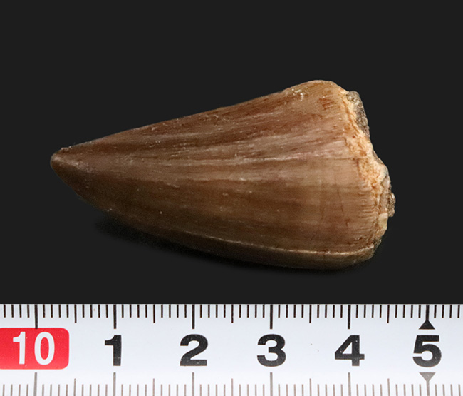 厚み・長さ・保存状態の良さ、三拍子が揃ったコレクショングレードのモササウルス(Mosasaurus)の歯化石(その8)