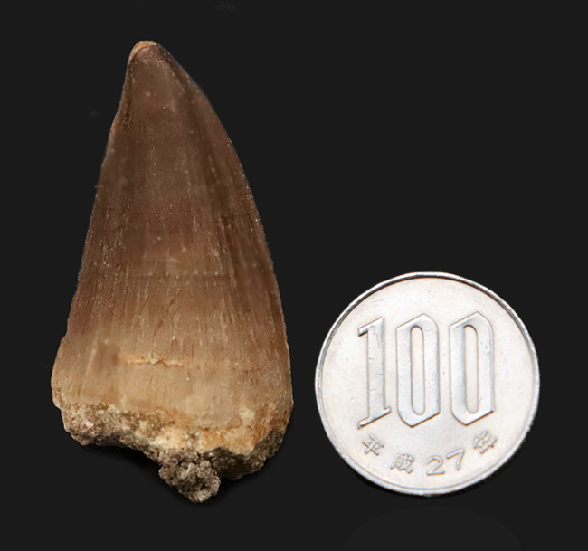 厚み・長さ・保存状態の良さ、三拍子が揃ったコレクショングレードのモササウルス(Mosasaurus)の歯化石(その9)